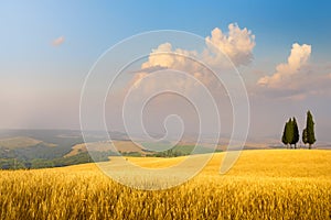 Art Italian summer countryside landscape â€“ golden fields and blue sky