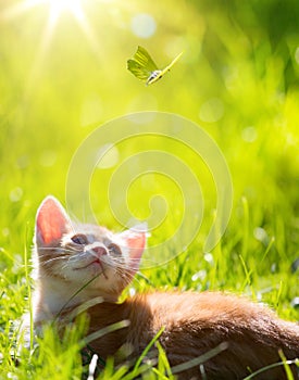 Art little cat kitten hunting a butterfly