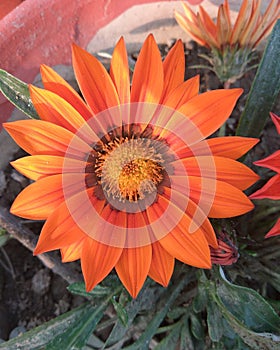 The Beautiful flower of Daheliy photo