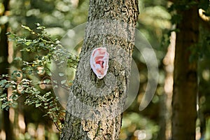 Art object of human ear on tree trunk in green forest background, trees hearing ecological concept