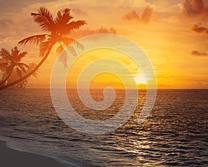 Art palm trees silhouette on sunset tropical beach