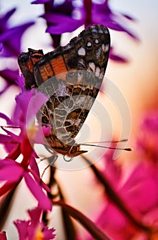 Art Photo Cethosia Biblis Lancewing Butterly