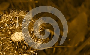 Art photo of dandelion seeds close up on natural blurred background. Summer. Monochrome photography. Sepia