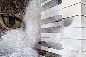 Art photo double exposure of cat muzzle close-up and piano