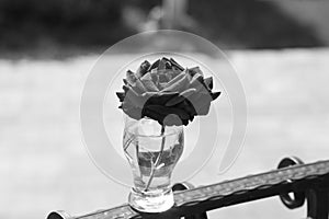 Art photo rose petals isolated on the natural background. Closeup. For design, texture, background. Nature.Monochrome photo