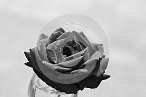 Art photo rose petals isolated on the natural background. Closeup. For design, texture, background. Nature.Monochrome photo