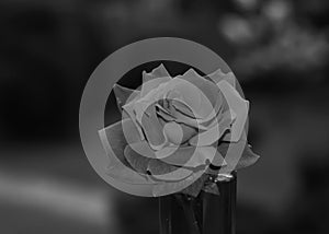 Art photo rose petals isolated on the natural background. Closeup. For design, texture, background. Nature.Monochrome photo