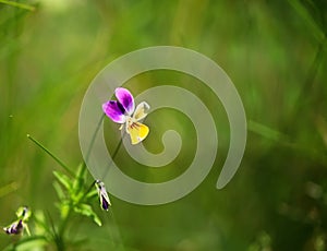 Art photo of a wild pansy viola in the background of a green garden blurred background. Viola cornuta, horned pansy, tufted