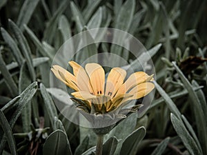 Art photo of a yellow daisy on the meadow