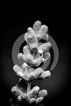 Art photography - black and white