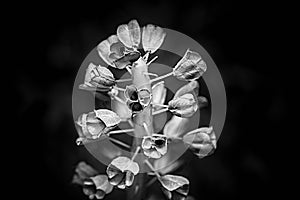 Art photography - black and white