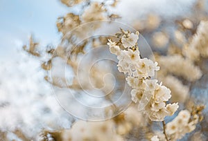 Art photography of blooming flowers cherry tree in springtime. Abstract blurred background. Soft focus.