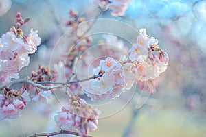Art photography of blooming flowers cherry tree in springtime. Spring florets in a garden in sunny day. Soft focus.