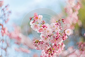 Art photography of blooming flowers cherry tree in springtime. Spring florets in a garden in sunny day. Soft focus.