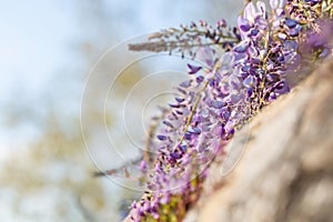 Art photography. Blossoming wisteria branch in an orchard. Artistic nature wallpaper