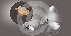 Art picture with circles and flowers roses and white light