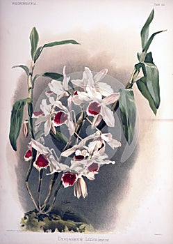 Art Picture. Illustration on white background