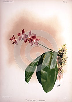 Art Picture. Illustration on white background