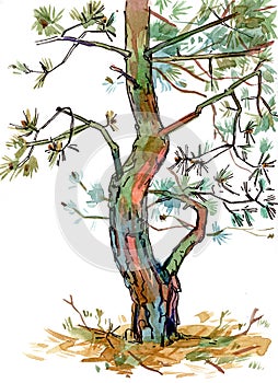 Art of a pine tree. Drawing with watercolors, colored pencils and ink