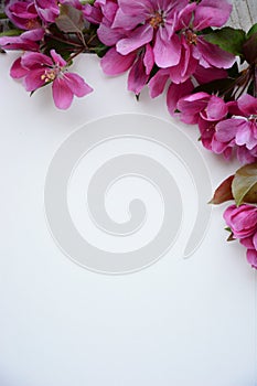 Art pink spring flowers frame with cup on old white wood background.