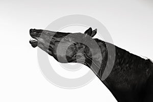 Art portrait of beautiful black horse sniffling against white  background photo