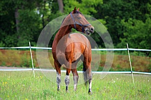Art portrait of beautiful breed sportive horse in stud farm