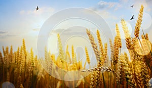 Art ripening ears of yellow wheat field on the sunse