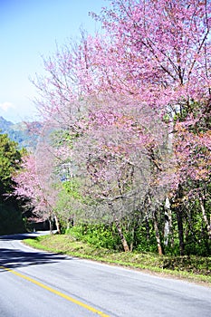 Art Sakura blossoms background