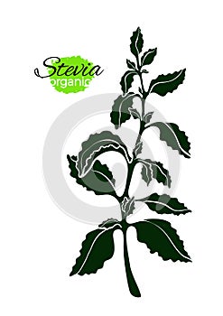 Art shape of stevia. Vector organic product photo