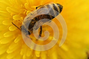 art shot with blur and selective focus of working bee at yellow flower- dandelion. extremly macro