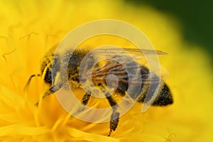 art shot of working bee at yellow flower- dandelion. extremly macro