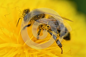 art shot of working bee at yellow flower- dandelion. extremly macro
