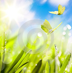 Art Spring background with fresh grass and fly butterfly against sky background