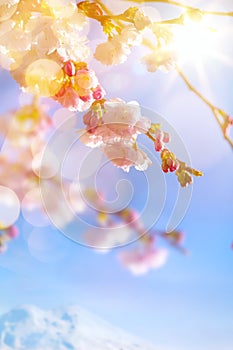 Art Spring background with pink blossom