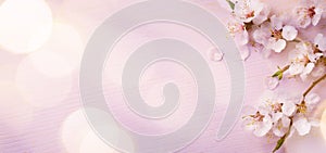 Art Spring border background with pink blossom