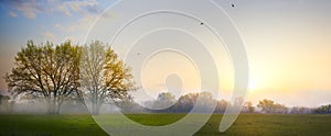 art Spring countryside landscape; morning farmland field and blooming tree