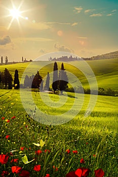 art spring farmland and country road; tuscany countryside rolling hills