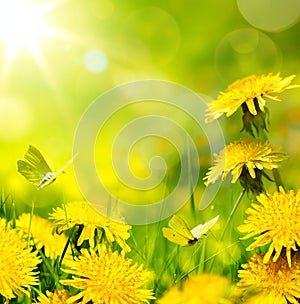 Art spring flower background; fresh flower on green grass