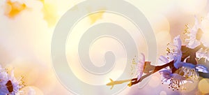 Art Spring flower background; Tree blosssom