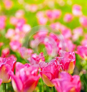 Art spring flowers background