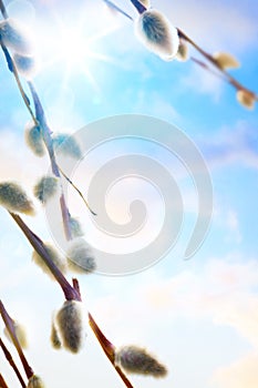 Art spring flowers background willow branch