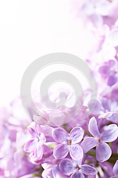 Art Spring lilac abstract background