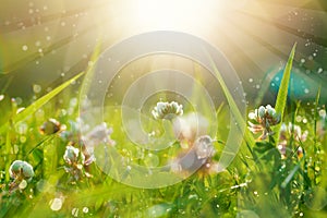 Art Spring Natural Green Background, Clover Flowers with bokeh cirlce and sunlight. Field after rain