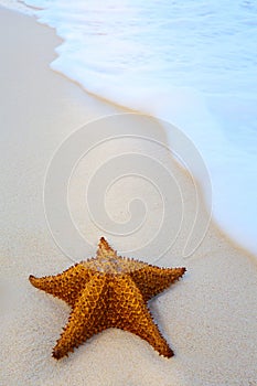 Art starfish on a beach sand with wave