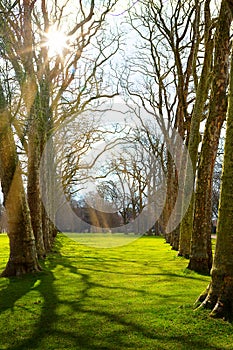 Art Sunlight in the green forest, spring time