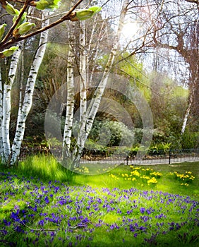 Art Sunlight in the green forest, spring time