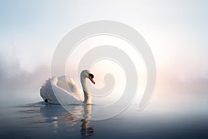 Arte cisne flotante sobre el Agua sobre el amanecer de 