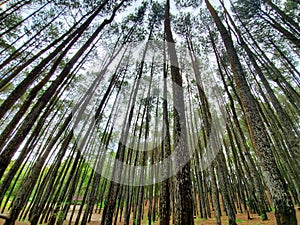 Art of tree Hutan pinus Mangunan, Jogjakarta