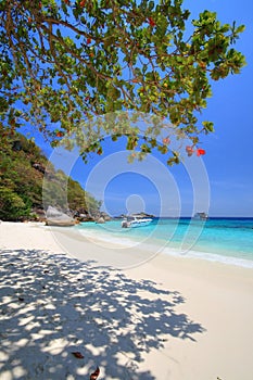 Art Trees at Similan Islands