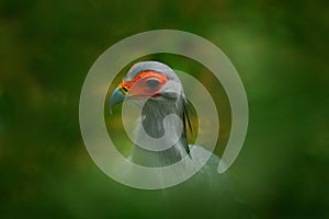 Art view of bird portrait. Hiden rare bird of prey on green vegetation. Secretary Bird, Sagittarius serpentarius, portrait of nice